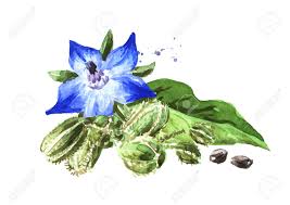 Attēlu rezultāti vaicājumam “Borago officinalis bud”