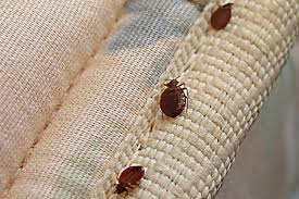 Image result for bed bugs