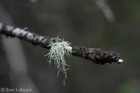 Attēlu rezultāti vaicājumam “Usnea hirta”