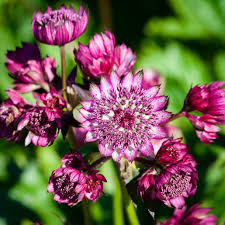 Attēlu rezultāti vaicājumam “Astrantia major”