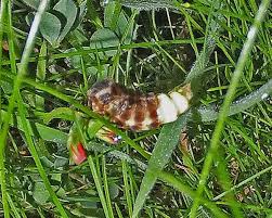 Attēlu rezultāti vaicājumam “Lampyris noctiluca larva”