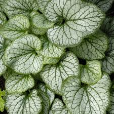 Image result for Brunnera `Jack Frost`