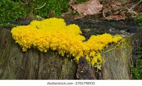 Attēlu rezultāti vaicājumam “Fuligo sp., Lignydium sp.”