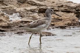 Attēlu rezultāti vaicājumam “Tringa stagnatilis adult”