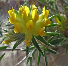 Attēlu rezultāti vaicājumam “Anthyllis maritima”