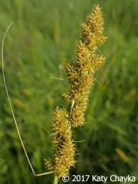Attēlu rezultāti vaicājumam “Carex pilosa flower”