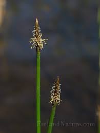 Attēlu rezultāti vaicājumam “Eleocharis uniglumis flower”