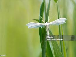 Attēlu rezultāti vaicājumam “Pterophorus pentadactyla”