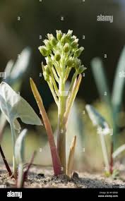 Attēlu rezultāti vaicājumam “Petasites spurius leaf”