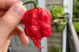 Afbeeldingsresultaat voor 7 pot hot pepper