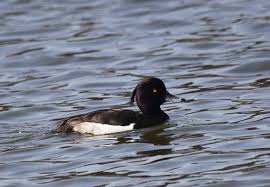 Image result for Aythya fuligula