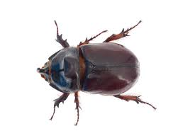 Attēlu rezultāti vaicājumam “Oryctes nasicornis”