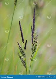 Attēlu rezultāti vaicājumam “Carex nigra”