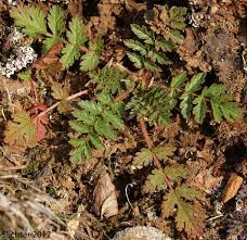 Attēlu rezultāti vaicājumam “Erodium cicutarium leaf”
