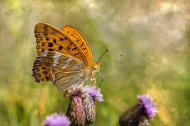 Attēlu rezultāti vaicājumam “Argynnis paphia underside”