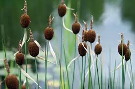 Image result for Rohrkolben