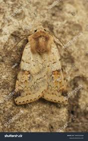 Attēlu rezultāti vaicājumam “Diarsia florida”