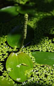 Attēlu rezultāti vaicājumam “Potamogeton natans”