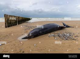 Image result for Hyperoodon ampullatus