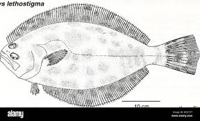 Image result for Paralichthys lethostigma