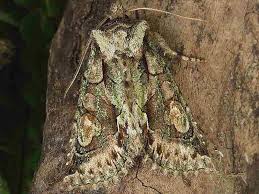 Attēlu rezultāti vaicājumam “Allophyes oxyacanthae”