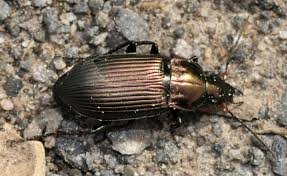 Attēlu rezultāti vaicājumam “Poecilus cupreus”