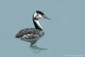 Attēlu rezultāti vaicājumam “Podiceps cristatus adult”