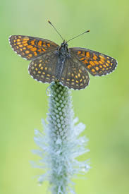 Attēlu rezultāti vaicājumam “Melitaea diamina underside”