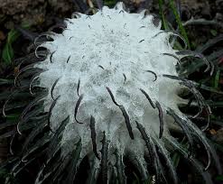 Attēlu rezultāti vaicājumam “Saussurea esthonica leaf”