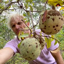 Attēlu rezultāti vaicājumam “Lepidium densiflorum fruit”