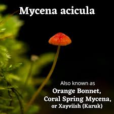 Attēlu rezultāti vaicājumam “Mycena acicula”
