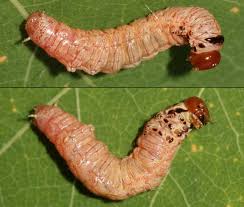 Attēlu rezultāti vaicājumam “Caenolyda reticulata”