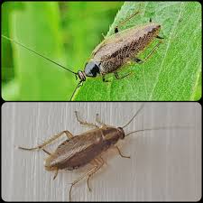 Attēlu rezultāti vaicājumam “Ectobius sylvestris male”