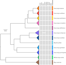 Image result for Leucoraja erinaceus