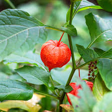 Image result for Physalis alkekengi