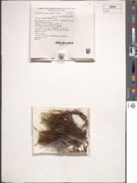 Attēlu rezultāti vaicājumam “Drepanocladus aduncus var. polycarpon”