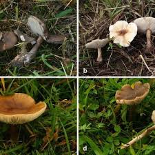 Image result for Melanoleuca rasilis var. pseudoluscina