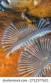 Attēlu rezultāti vaicājumam “Didymium serpula young”