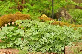 Attēlu rezultāti vaicājumam “Serpoleskea confervoides”