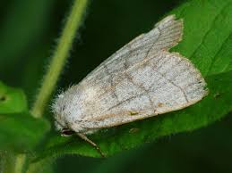 Attēlu rezultāti vaicājumam “Charanyca trigrammica”