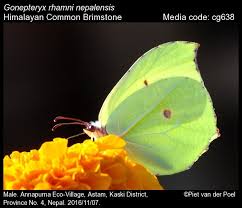 Attēlu rezultāti vaicājumam “Gonepteryx rhamni male”