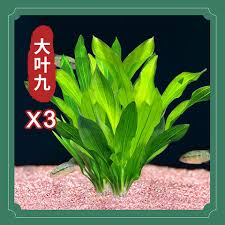 「扭蘭」的圖片搜尋結果