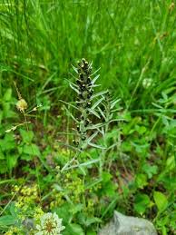 Attēlu rezultāti vaicājumam “Gnaphalium sylvaticum leaf”