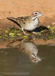 Image result for Chondestes grammacus