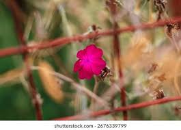 Attēlu rezultāti vaicājumam “Silene viscaria bud”