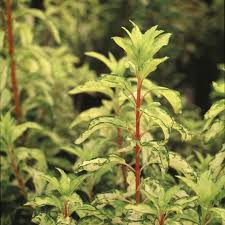 Attēlu rezultāti vaicājumam “Forsythia”