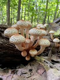 Attēlu rezultāti vaicājumam “Pholiota squarrosoides”