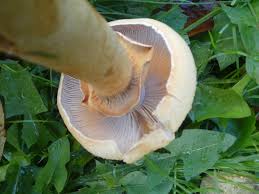 Attēlu rezultāti vaicājumam “Phaeolepiota aurea”