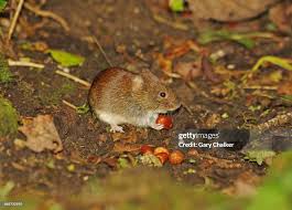 Attēlu rezultāti vaicājumam “Myodes glareolus”