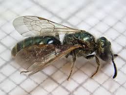 Attēlu rezultāti vaicājumam “Didymium tussilaginis macro”